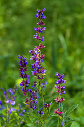 Flowering sage in garden - NDF01086