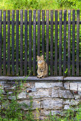 Getigerte Katze sitzt auf Steinmauer - NDF01087