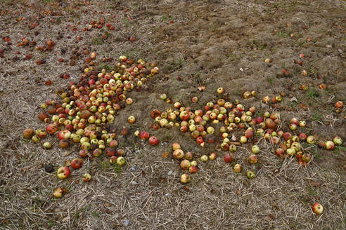 Abgefallene Äpfel, die auf einem Feld verrotten - AXF00846