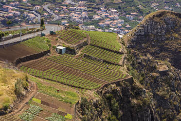 Portugal, Camara de Lobos, Landwirtschaftliche Felder am Rande der Klippe - WDF06101