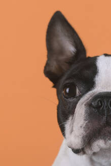 Porträt eines Boston-Terrier-Welpen vor einem orangefarbenen Hintergrund - RTBF01479