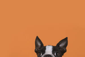 Porträt eines Boston-Terrier-Welpen vor einem orangefarbenen Hintergrund - RTBF01480