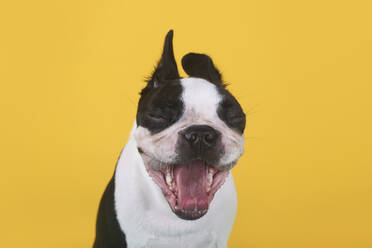 Porträt eines Boston Terrier Welpen, der vor einem gelben Hintergrund gähnt - RTBF01481