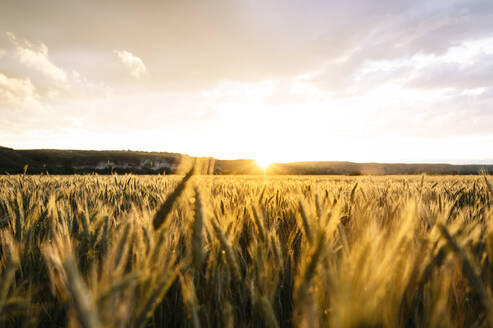 Landschaftlicher Blick auf ein Weizenfeld gegen den Himmel bei Sonnenuntergang - JCMF00935