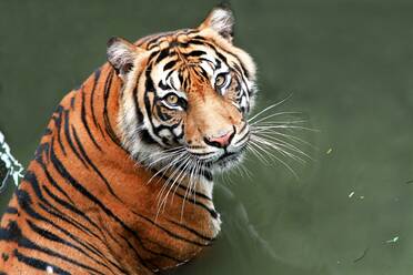 Porträt eines Tigers im Zoo - EYF07614