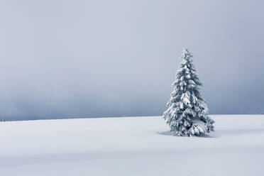 Schneebedeckter Baum auf Feld gegen Himmel im Winter - EYF07617