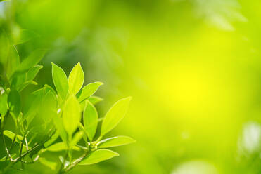 Close-Up Of Plant Growing On Field - EYF07625