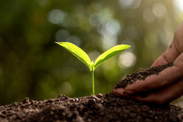 Close-Up Of Hand Planting Sapling - EYF07640