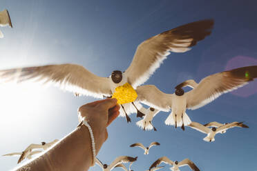 Low Angle View Of Birds Flying Against Sky - EYF07721