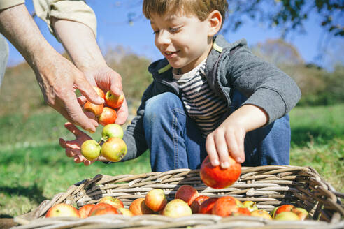 Cropped Hände auf Mann mit lächelnden Enkel Putting Äpfel in Weidenkorb - EYF07947