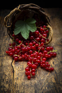 Reife rote Johannisbeeren, die aus einem kleinen Weidenkorb fallen - LVF08935