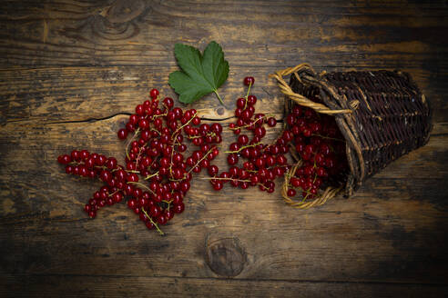 Reife rote Johannisbeeren, die aus einem kleinen Weidenkorb fallen - LVF08936