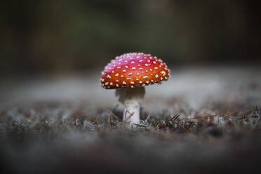 Junge Fliegenpilze (Fly Amanita) in den Wäldern bei Groß Köris, Deutschland. - CAVF85742