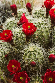 Blühende rote Kaktusblüten auf einem weinroten Becherkaktus - CAVF85896