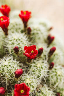 Einzelne rote Blüten auf einem weinroten Kaktus blühen in der Wüstendämmerung - CAVF85897