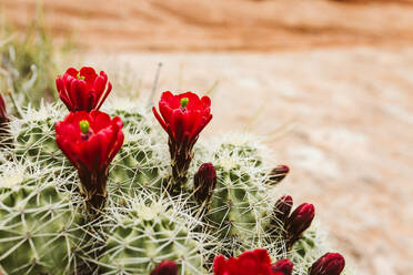 Seitenprofil einer blühenden weinroten Kaktusblüte in der Wüste - CAVF85900