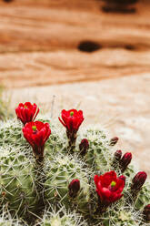 Rot blühender Kaktus blüht in der Wüste von Utah in der Nähe von Moab - CAVF85902