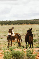 Two wild burros look left with ears pointed in BLM land of Utah - CAVF85905