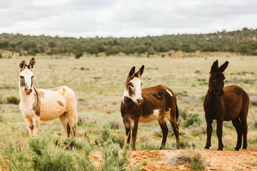 Drei wilde Esel posieren für die Kamera auf blm-Land in Zentral-Utah - CAVF85906