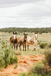 Drei wilde Esel starren in die Kamera auf blm-Land in Utah - CAVF85908