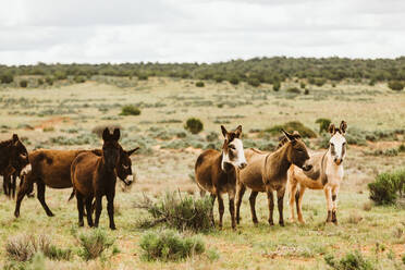 Wild donkeys of the Sinbad herd graze on BLM land of Utah deserts - CAVF85909
