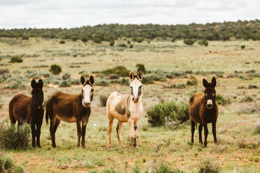 Group of wild burros stare at camera on blm land of utah desert - CAVF85913