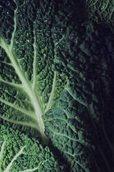 Close up detail shot of Savoy cabbage leaves. Background and texture. - CAVF86026