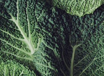 Close up detail shot of Savoy cabbage leaves. Background and texture. - CAVF86027