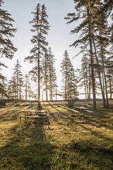 Die Morgensonne dringt durch die Bäume am Picknickplatz im Acadia National Park - CAVF86050