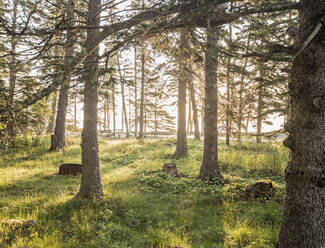 Goldenes Sonnenlicht fällt durch die Bäume auf einen Picknickplatz in Maine - CAVF86052