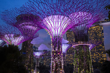 Solar-powered supertrees at dusk in Gardens By The Bay, Singapore. - CAVF86071