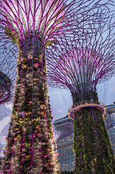 Solarbetriebene Supertrees in der Abenddämmerung in Gardens By The Bay, Singapur. - CAVF86074