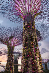 Solarbetriebene Supertrees in der Abenddämmerung in Gardens By The Bay, Singapur. - CAVF86077