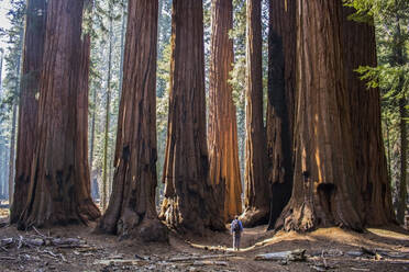 Rear View Of Man Standing By Giant Sequoia Trees In Forest - EYF08462