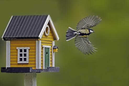 Vogel im Flug - EYF08499