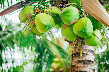 Close-Up Of Coconuts Growing On Tree - EYF08513