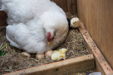 Nahaufnahme von Henne und Küken auf Nest - EYF08514