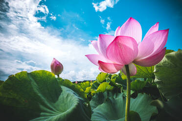 Nahaufnahme von rosa Lotus Seerose gegen Himmel - EYF08518