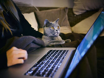 Nahaufnahme einer überraschten Katze mit Blick auf den Laptop-Bildschirm - EYF08520