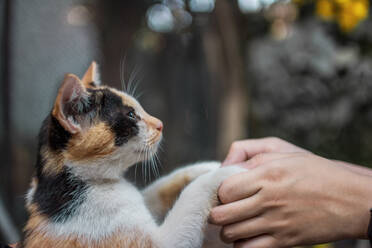 Nahaufnahme der menschlichen Hände halten Katze Pfote - EYF08613