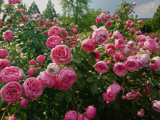 Close-Up Of Pink Roses - EYF08625