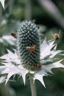 Bienen fliegen um Miss Willmotts Geisterpflanze (Eryngium giganteum) - DASF00083