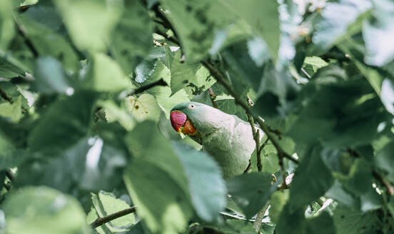 Porträt eines Rosensittichs (Psittacula krameri), der auf einem Baumzweig sitzt - DASF00084