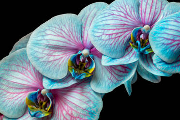 Nahaufnahme von Orchideen vor schwarzem Hintergrund - EYF08653