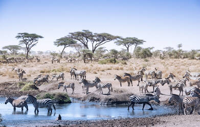 Zebras im Wald gegen klaren Himmel - EYF08670