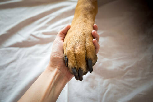 Nahaufnahme einer Hand, die einen Hund auf dem Bett hält - EYF08684
