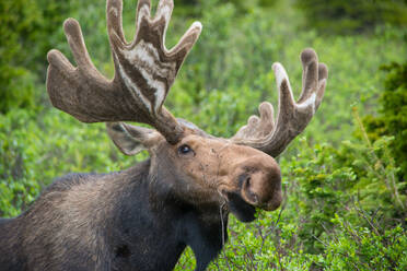 Close-Up Of Moose Relaxing In Forest - EYF08695