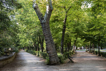 Leere Straße inmitten von Bäumen im Wald - EYF08723