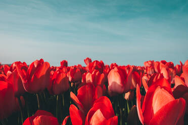 Close-Up Of Red Tulips On Field Against Sky - EYF08740