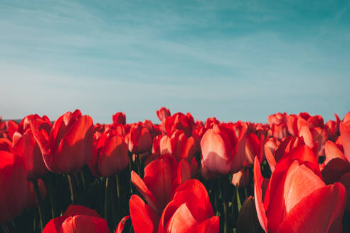 Nahaufnahme von roten Tulpen auf Feld gegen Himmel - EYF08740